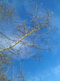 Low angle view of tree against blue sky