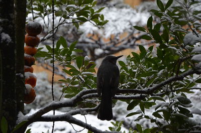 Bird perching on branch