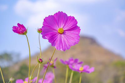 Close-up of pink cosmos flowers on field