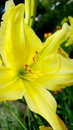 Close-up of yellow flower