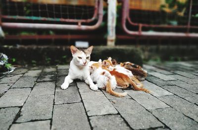 Portrait of cat sitting on footpath