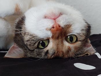 Close-up portrait of a cat