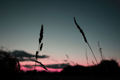 Close-up of silhouette plant against sky during sunset