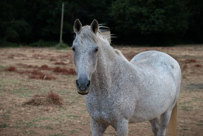 Horse standing in a field