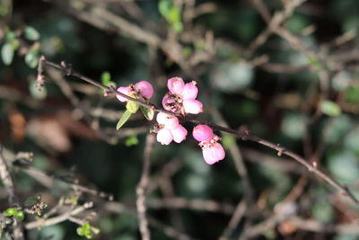 Close-up of pink flowering plant