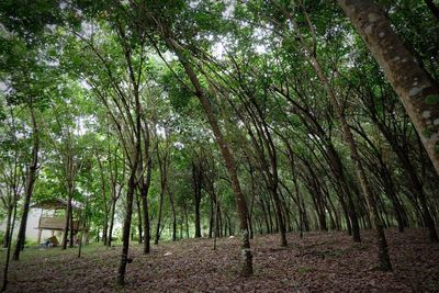 Trees in forest