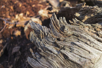 Close-up of tree stump