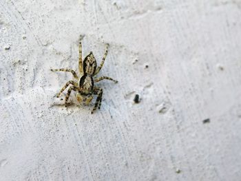 High angle view of spider on wall