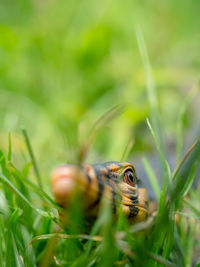 Close-up of lizard on grass