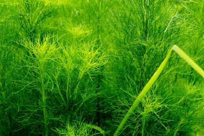 Plants growing on field