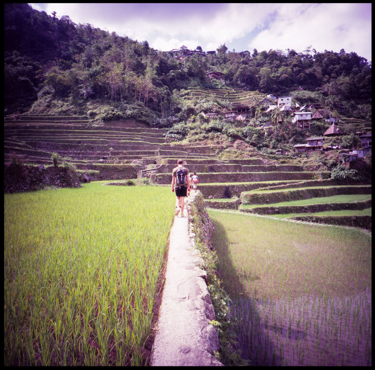 The Rice Terraces of Batad Rice Terraces ASIA Analogue Photography Batad Ektachrome Kodak Lomography Nature Northern Luzon Philippines Rice Rice Paddy Travel Vivid Colours  Adventure Farming Hen Lca 120 Medium Format Outdoors Rooster Slide Summer Traditional Architecture Traditional Farming