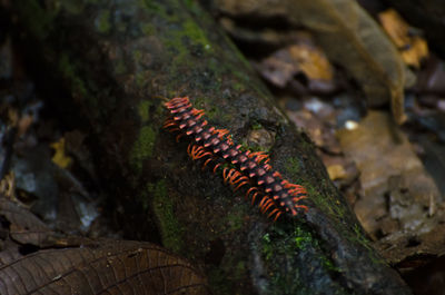 High angle view of centipede on wood
