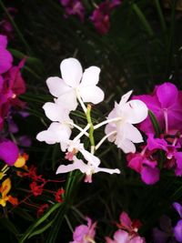 Close-up of white flowers blooming outdoors