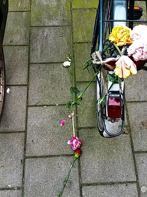 flower, transportation, wall - building feature, bicycle, potted plant, plant, sidewalk, fragility, street, freshness, yellow, high angle view, no people, petal, day, outdoors, red, wall, mode of transport, sunlight