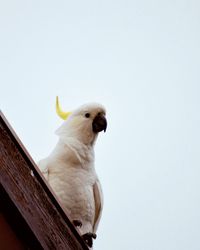 Low angle view of a cockatoo against clear sky