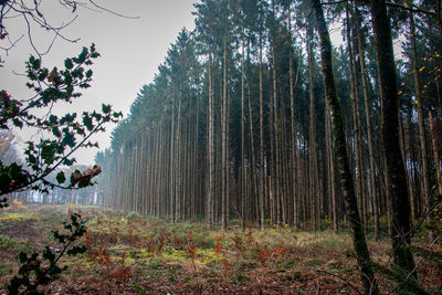 Trees in forest against sky during autumn