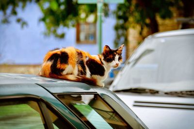 Close-up of cat on car