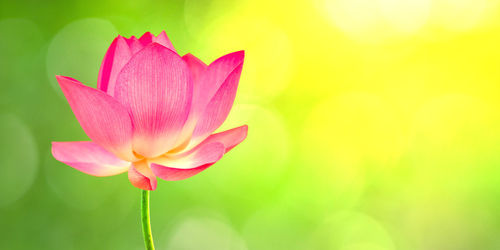 Close-up of pink lotus water lily