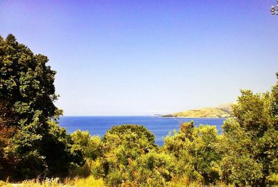 Trees by sea against clear blue sky