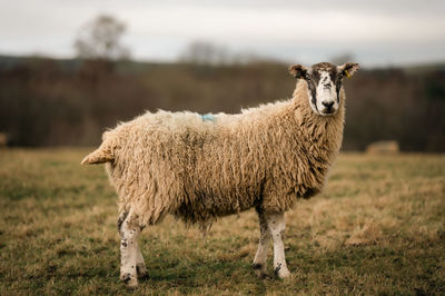 Sheep grazing on field