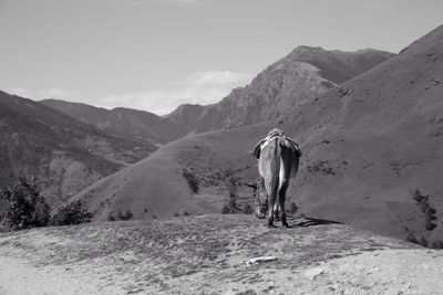 View of cow grazing on landscape