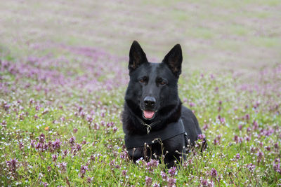 Close-up of black dog on grassy field