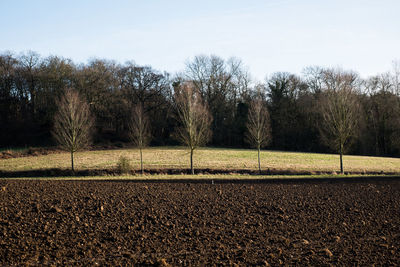 Trees against sky