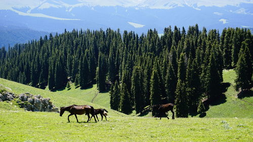 Horses walking on field against trees