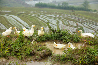 Some ducks watching the landscape