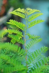 Close-up of fern leaves on tree