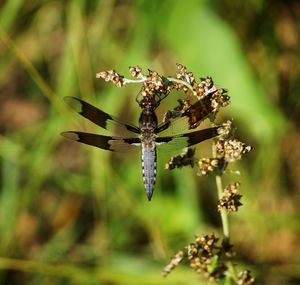 Close-up of insect on plant