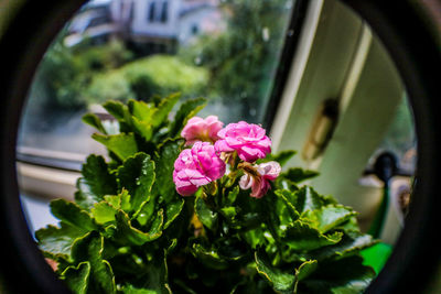 Close-up of pink flowering plant