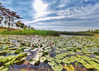 Surface level of water lily in lake against sky