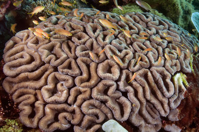 Close-up of coral in sea