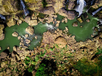 High angle view of leaves floating on water in forest