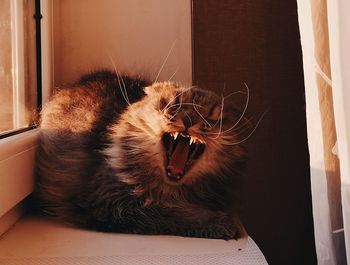 Close-up of cat yawning