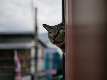 Close-up portrait of a cat looking through window
