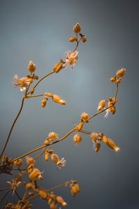 Low angle view of flowering plant against sky