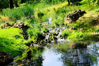 Scenic view of river in forest