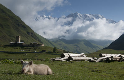 Pig relaxing on grassy hill against mountains and clouds during sunny day