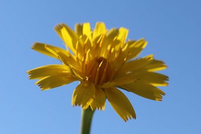 Close-up of yellow flower against clear blue sky