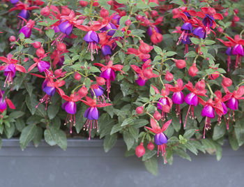 Close-up of pink flowering plants