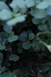 Close-up of plant leaves