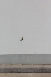 Bird on wall