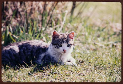 Cat on grassy field