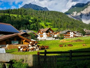 Goats on grassy field against houses and mountains during sunny day