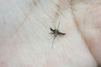 Close-up of insect on hand