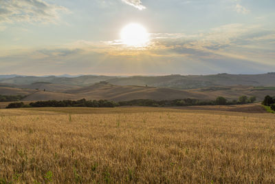 Scenic view of agricultural field against sky during sunset