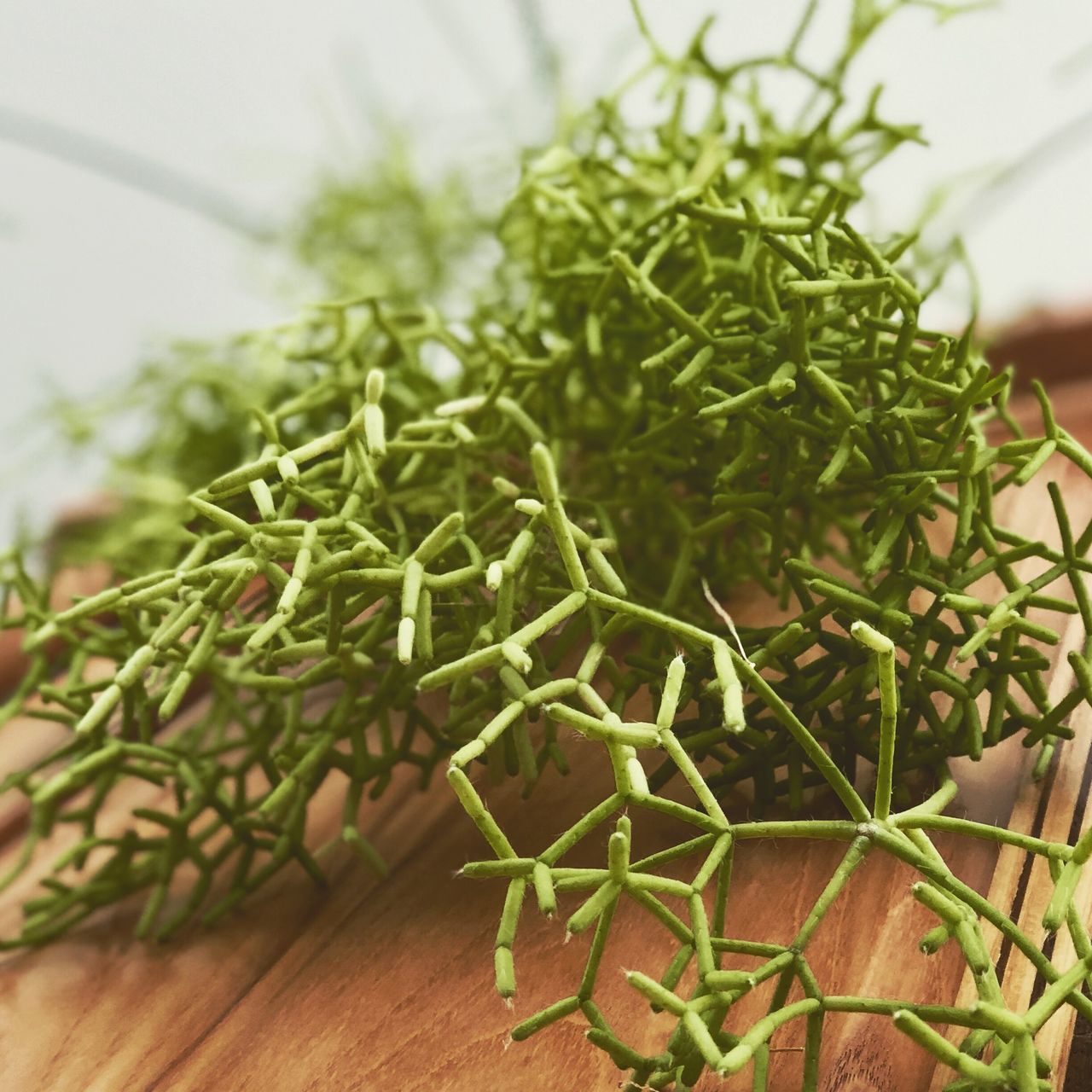 CLOSE-UP OF FRESH GREEN PLANT ON TABLE