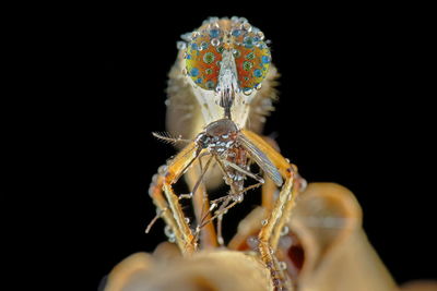 Close-up of spider against black background